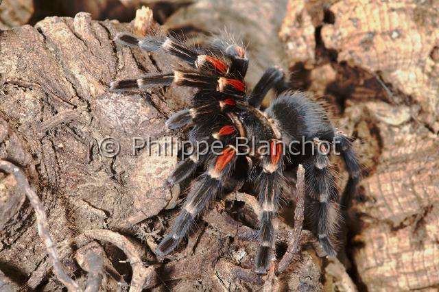 Theraphosidae_1630.JPG - Mexique, Araneae, Mygalomorphae, Theraphosidae, Mygale (Brachypelma auratum), Mexican Flame knee (Brachypelma auratum)